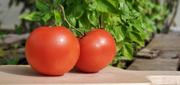 Tomato Cutout